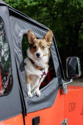 dog travel tips car travel 
