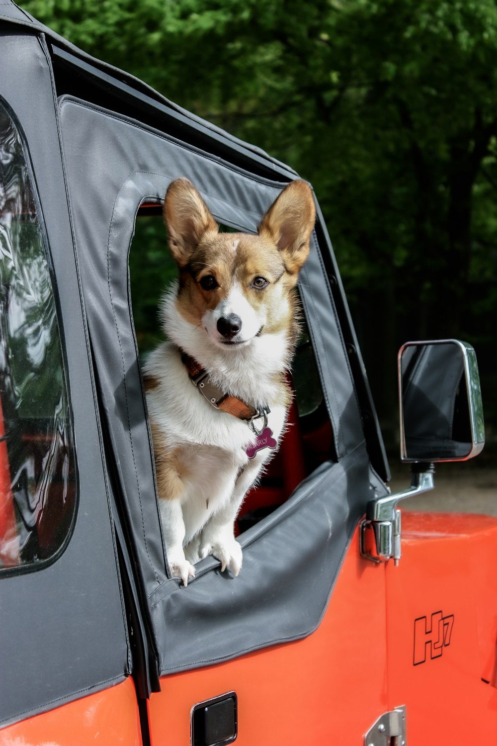 brown and white corgi in car