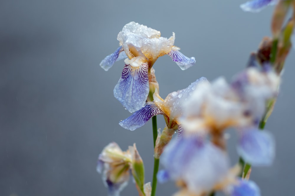 white flower in macro shot