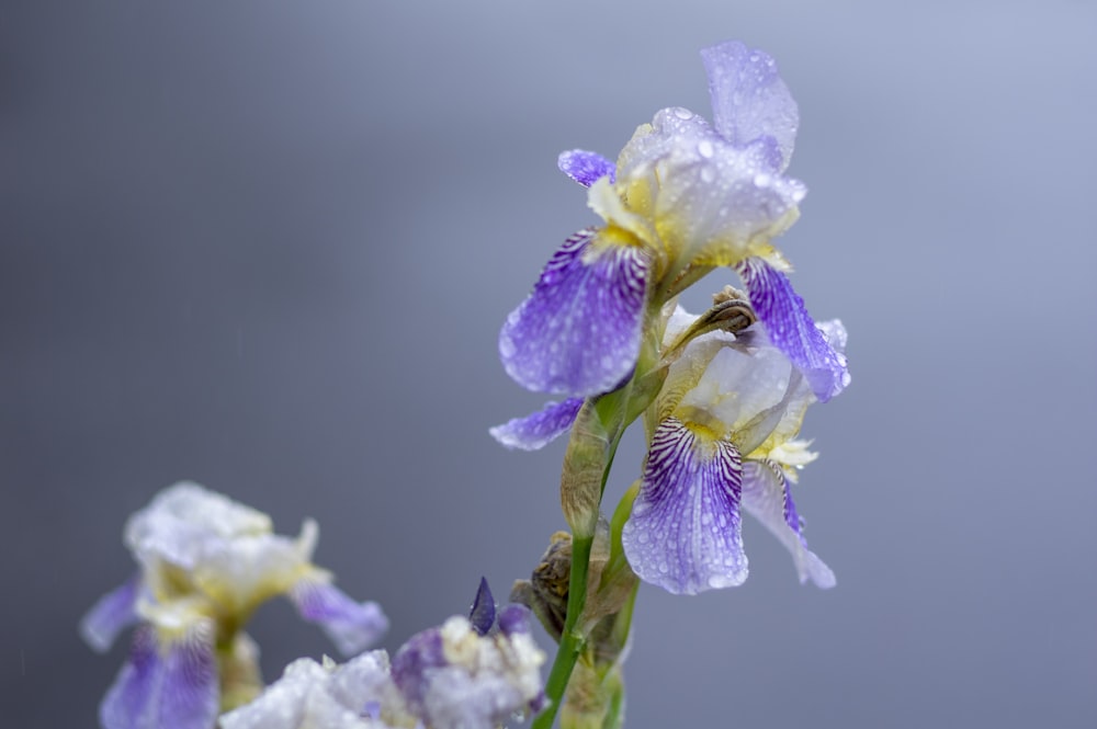 マクロショットの紫色の花