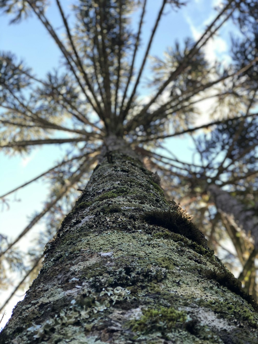 tronco d'albero marrone sotto il cielo blu durante il giorno