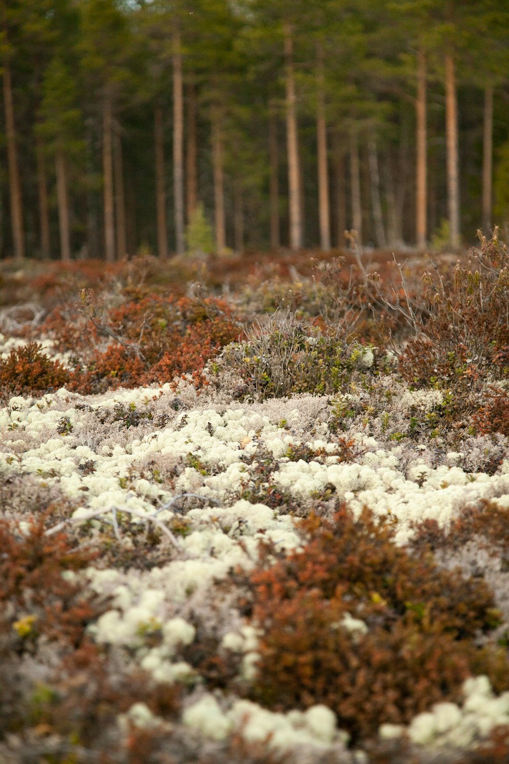 white and brown plants on forest during daytime