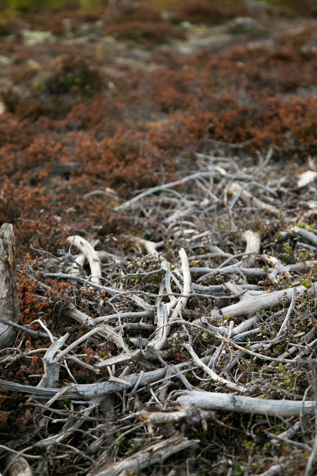 Tundra photo spot Pattijoki Finland