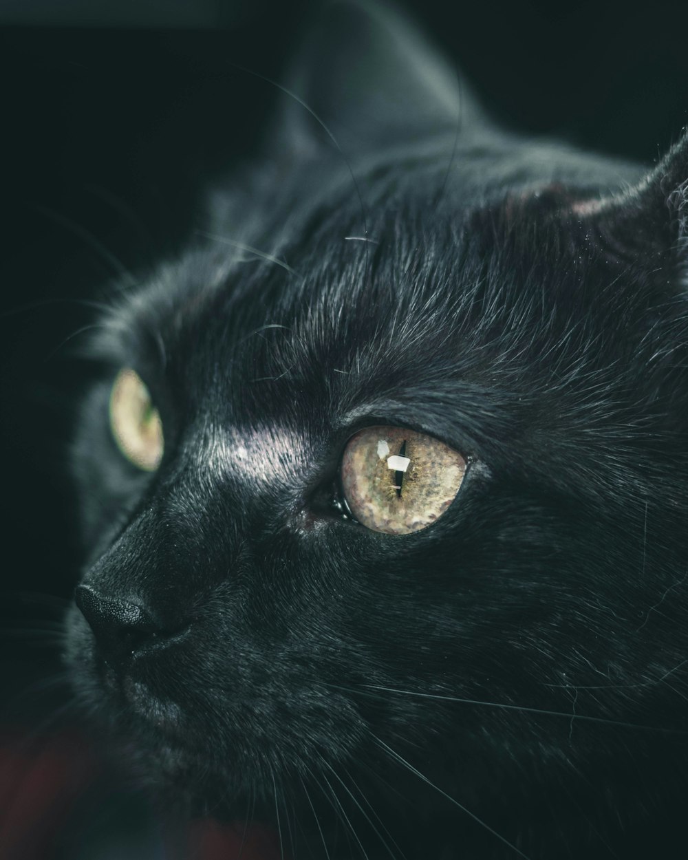 schwarze Katze mit gelben Augen