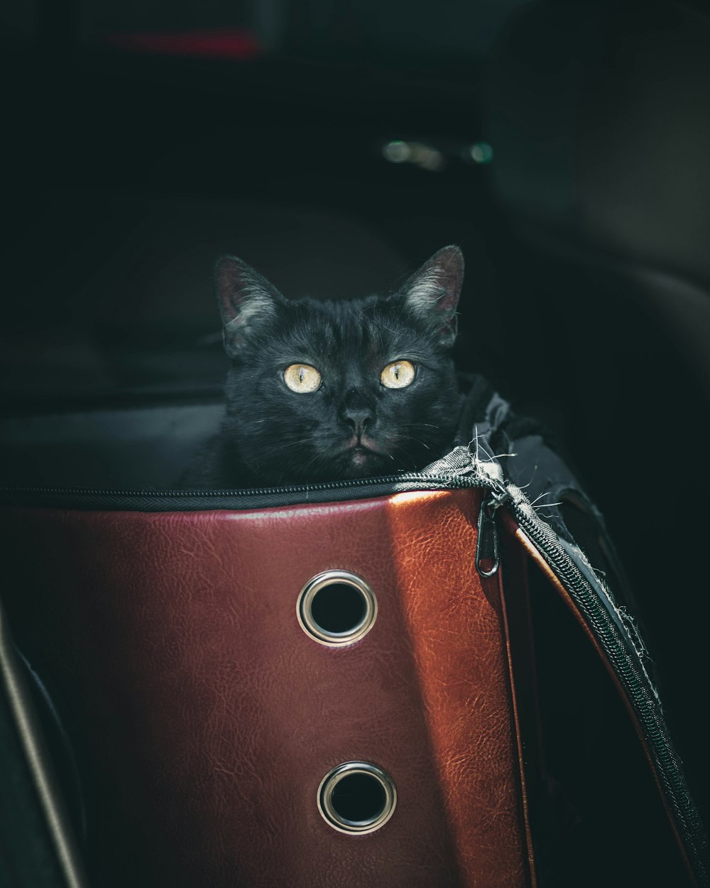 black cat in red leather bag