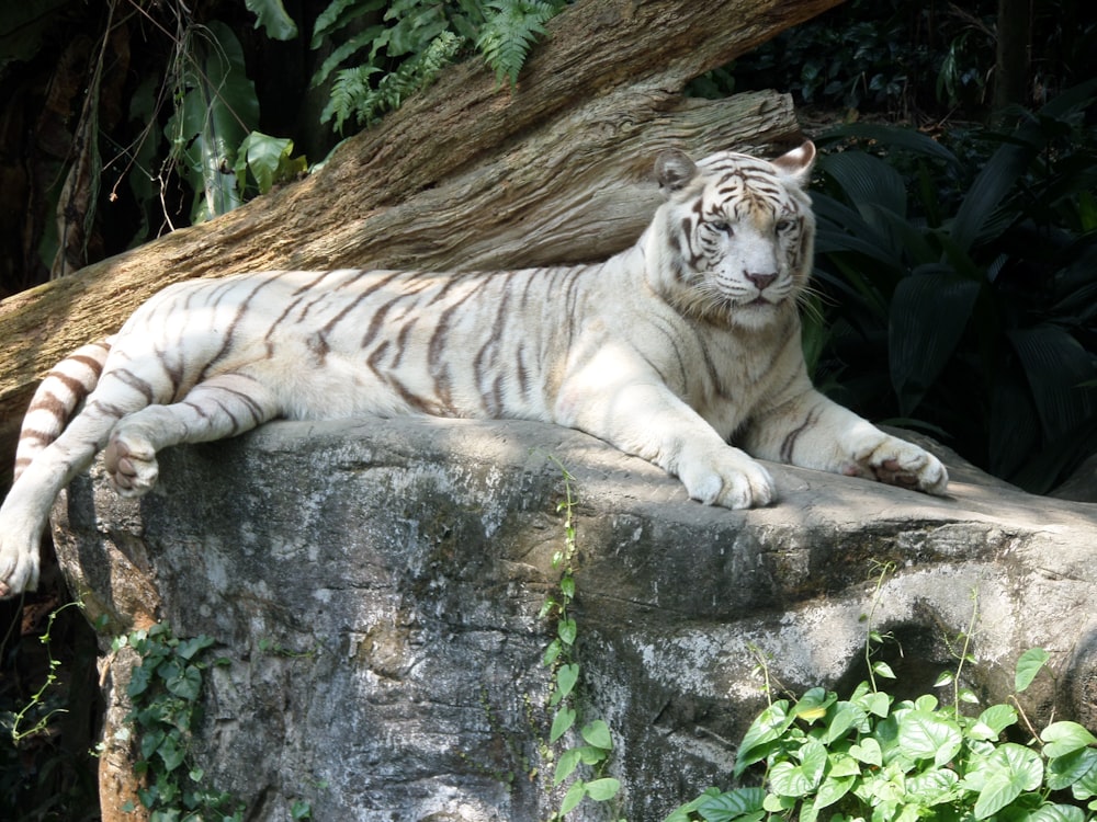 white tiger lying on brown tree trunk