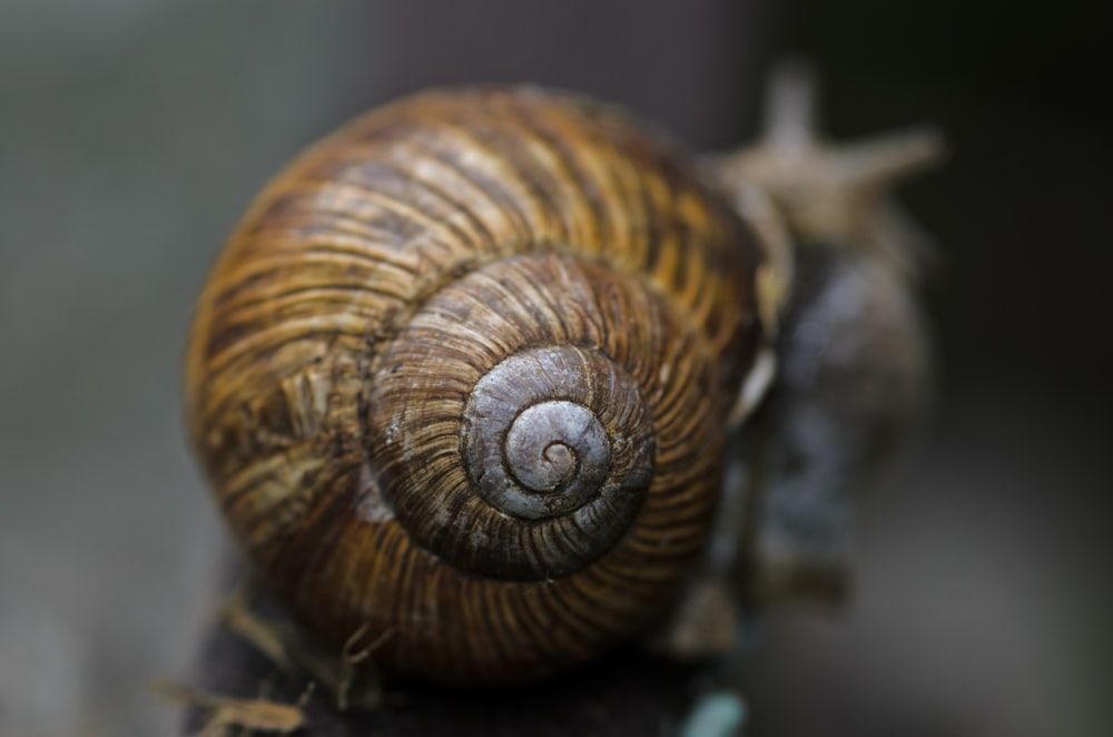 brown snail on black surface