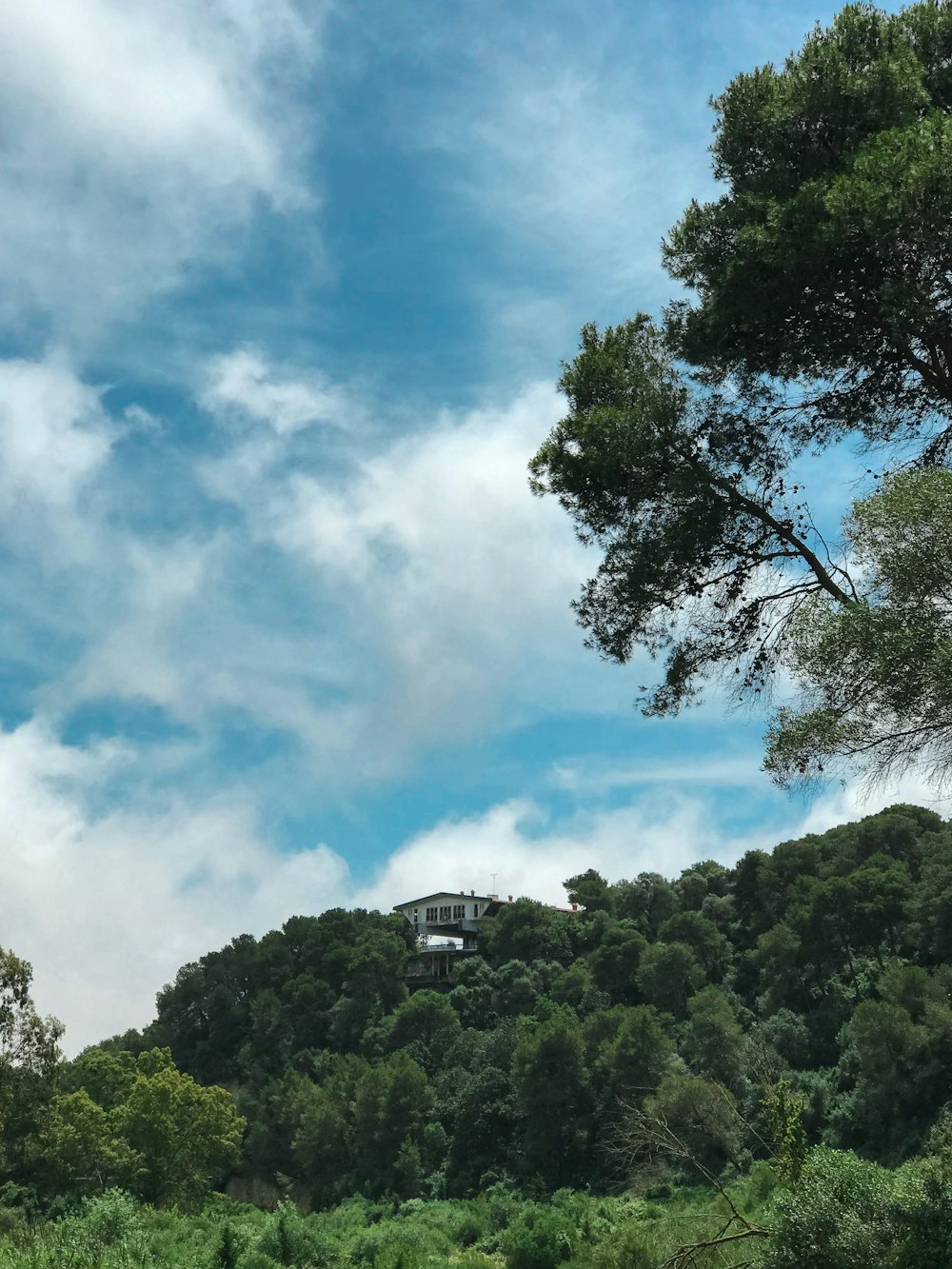 green trees under white clouds and blue sky during daytime