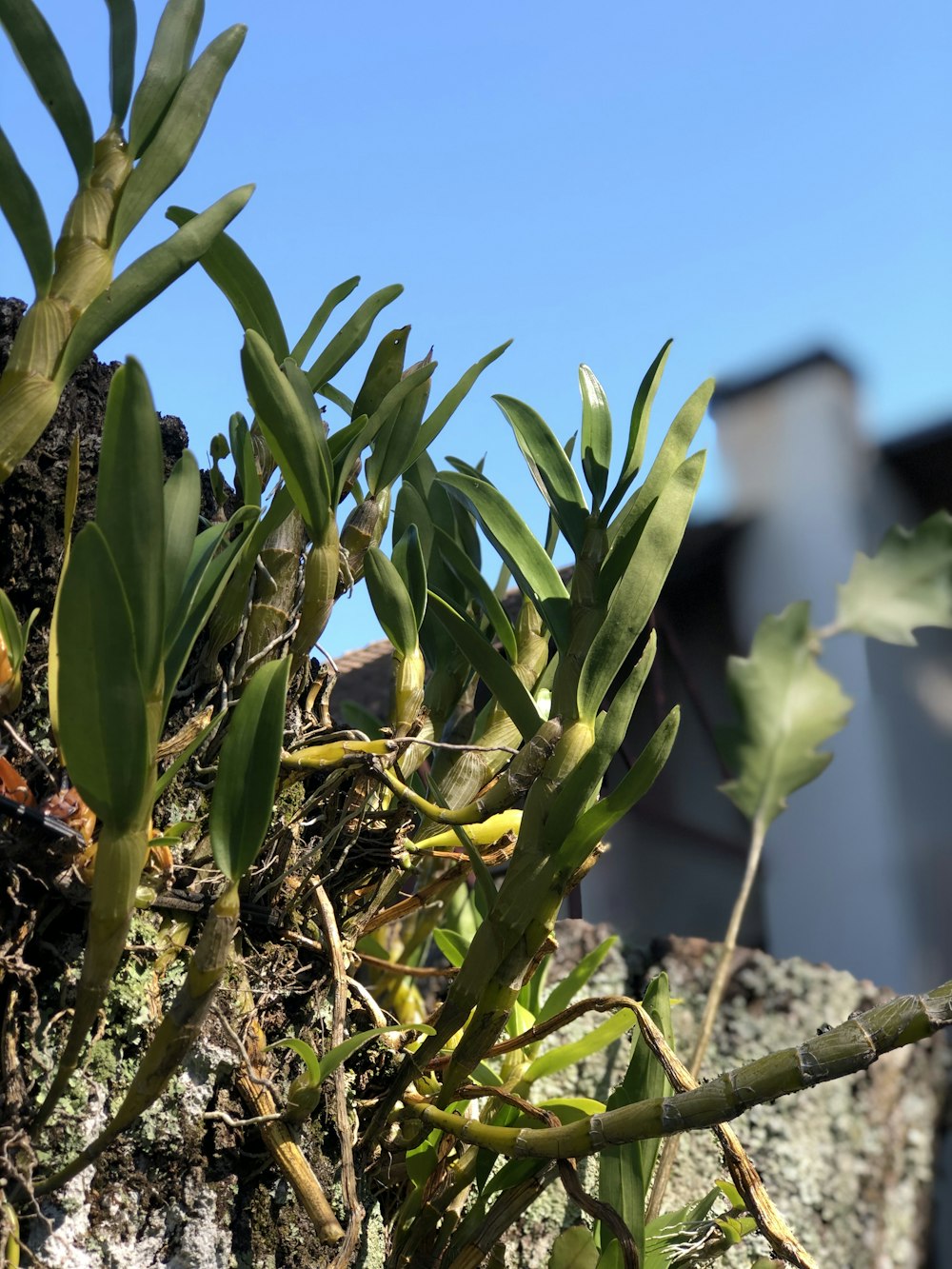 pianta verde su roccia grigia