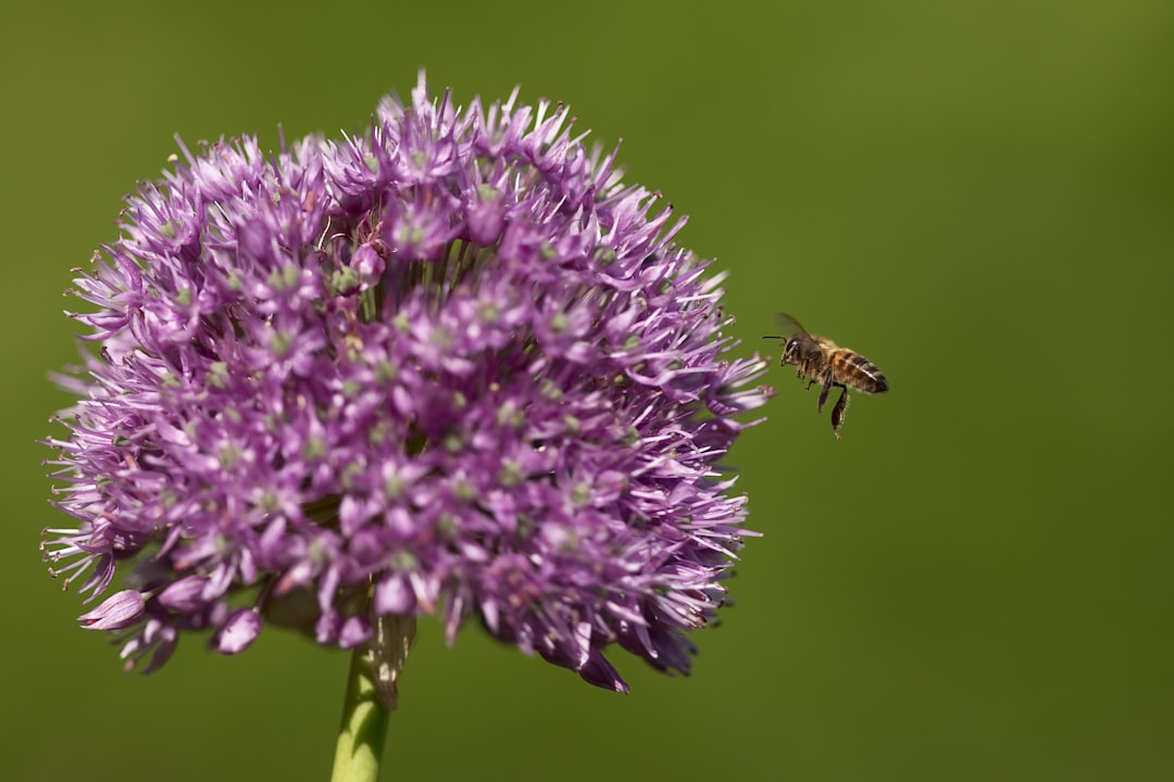 honeybee perched on purple flower in close up photography during daytime