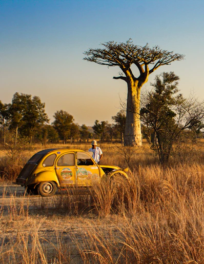 yellow and white volkswagen beetle on brown grass field during daytime