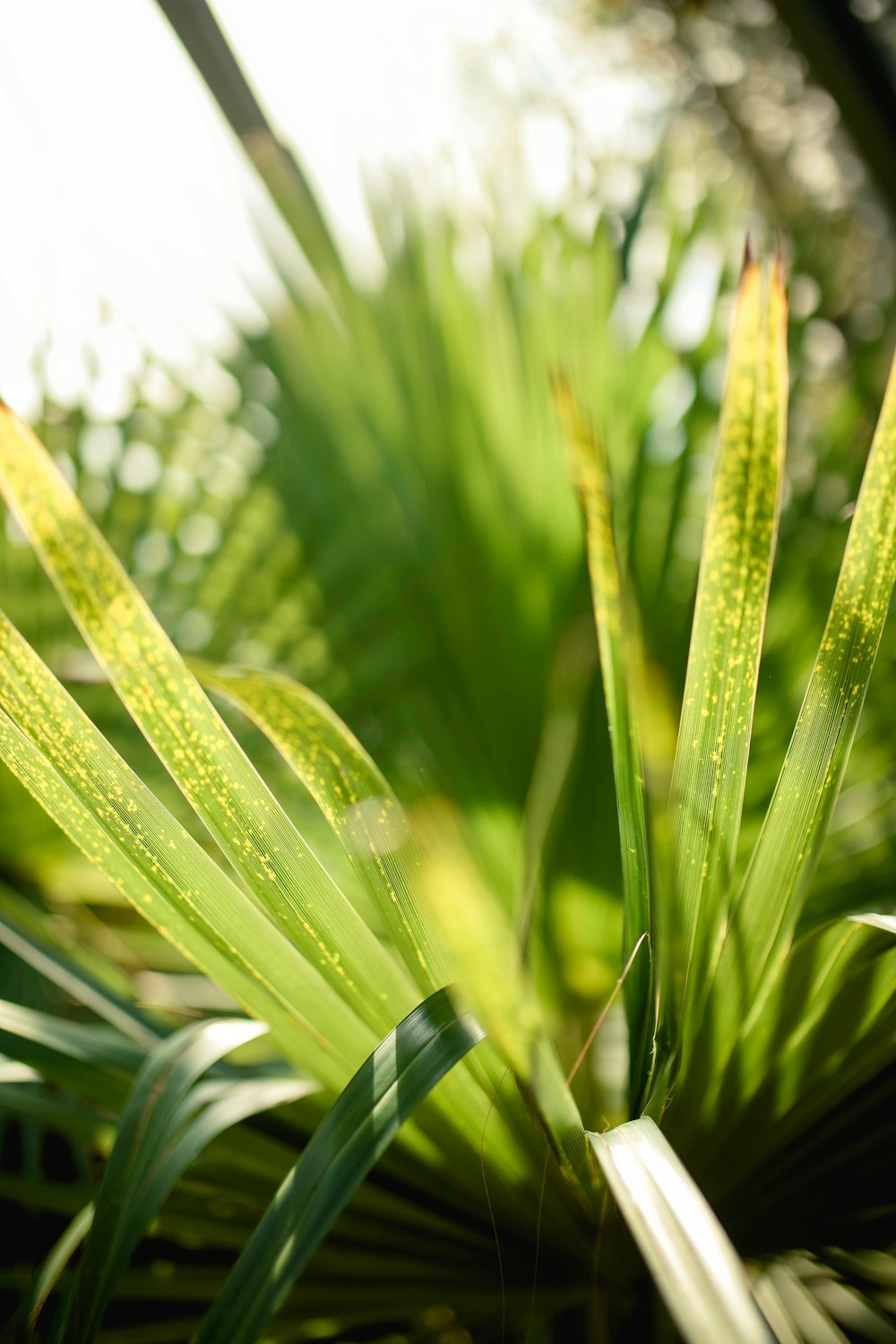 green plant with water droplets