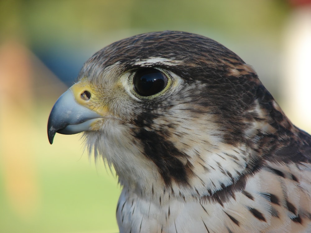 brown and white owl in close up photography during daytime