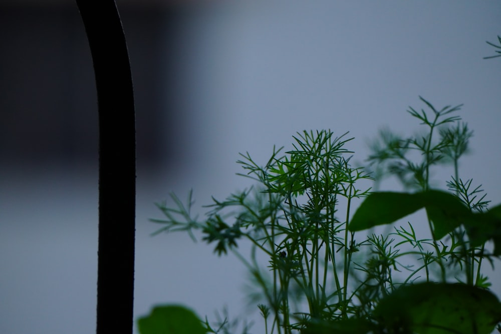 green plant in close up photography