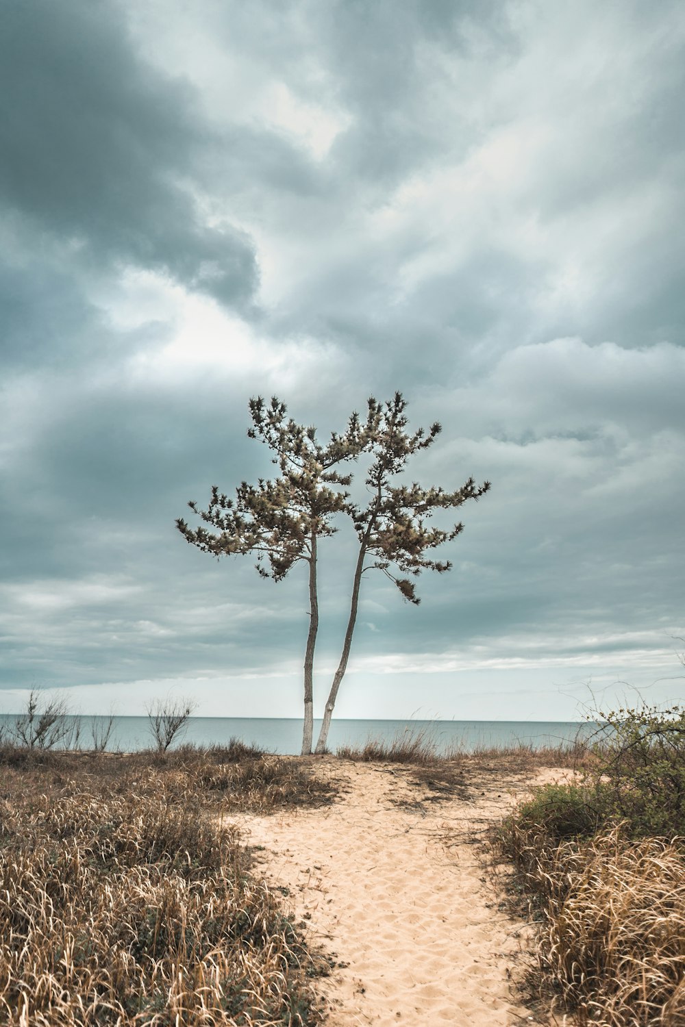 green tree on brown grass field under white clouds and blue sky during daytime