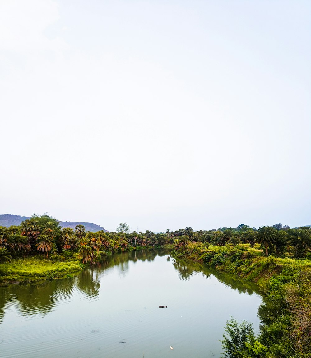 árboles verdes al lado del río bajo el cielo blanco durante el día