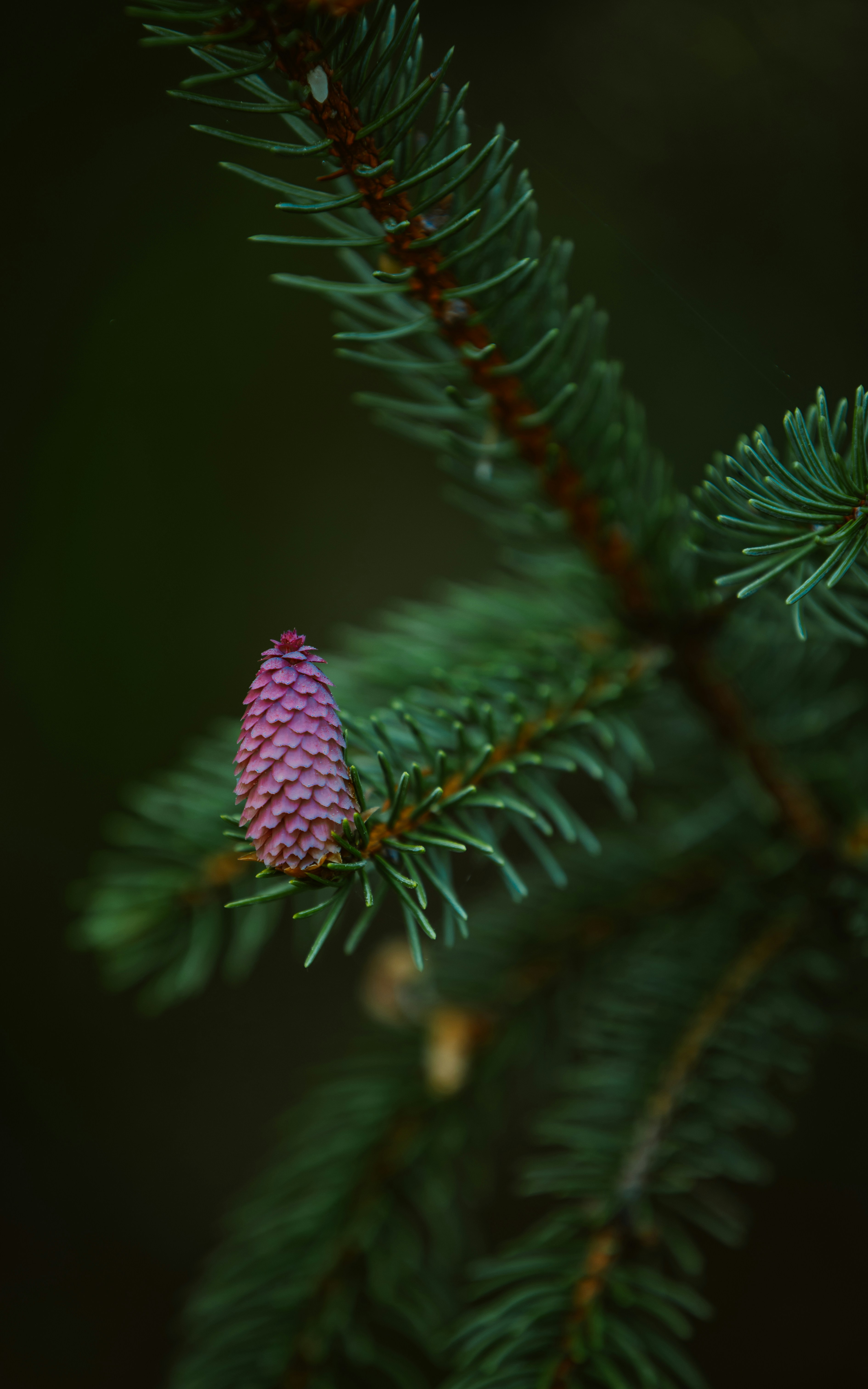 Photo by tamas_tuzeskatai