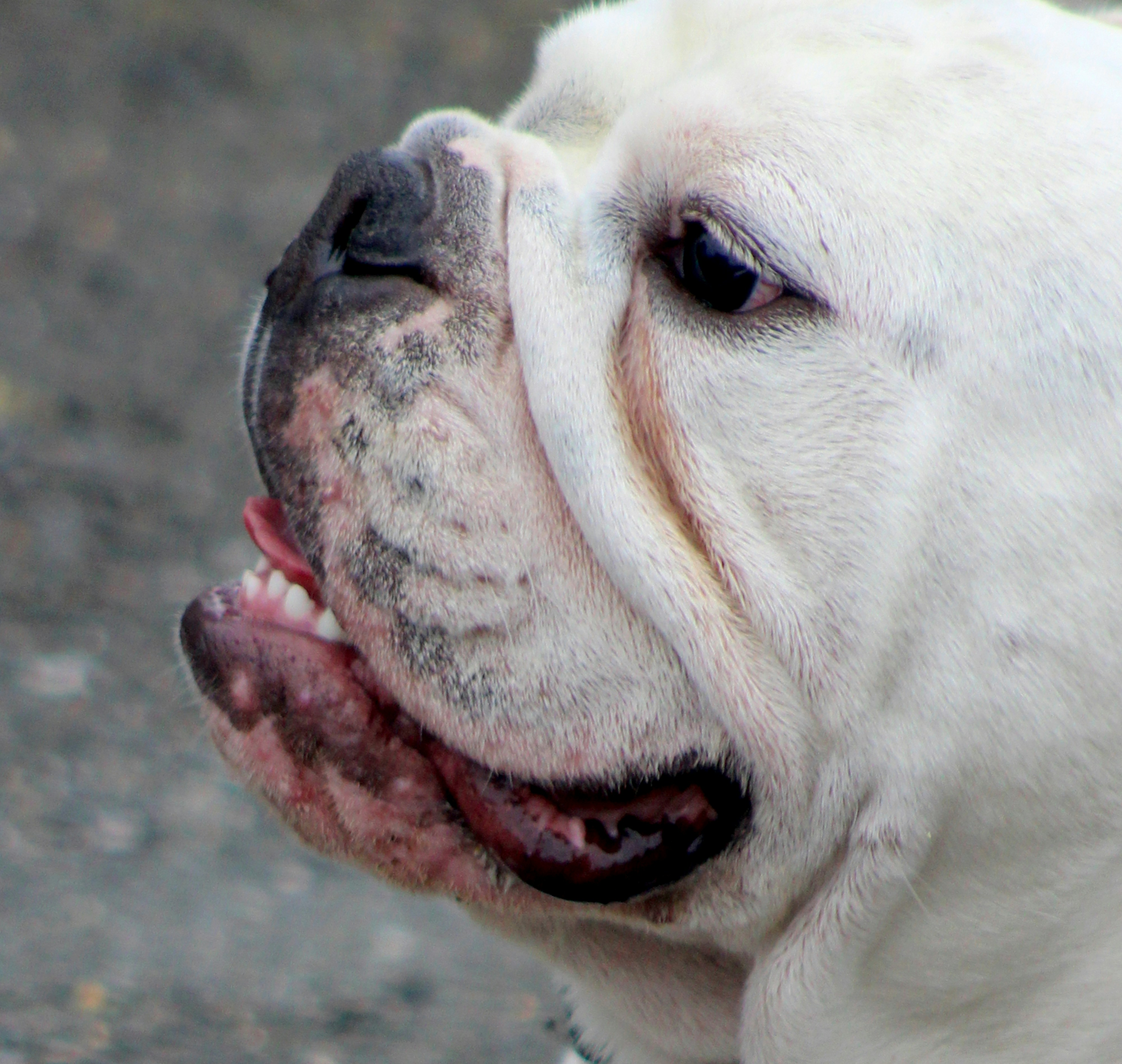 Valley Bulldog