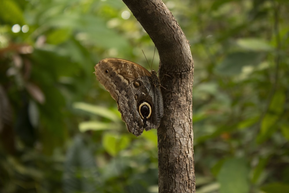 brown and black butterfly perched on brown tree branch during daytime