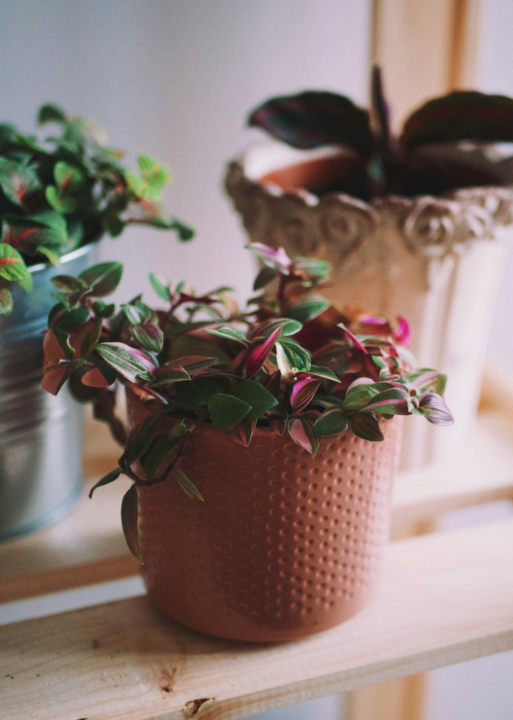 green and red plant on brown clay pot