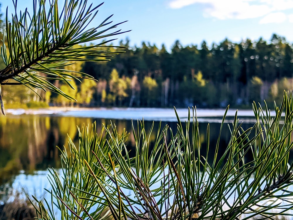 green grass near body of water during daytime