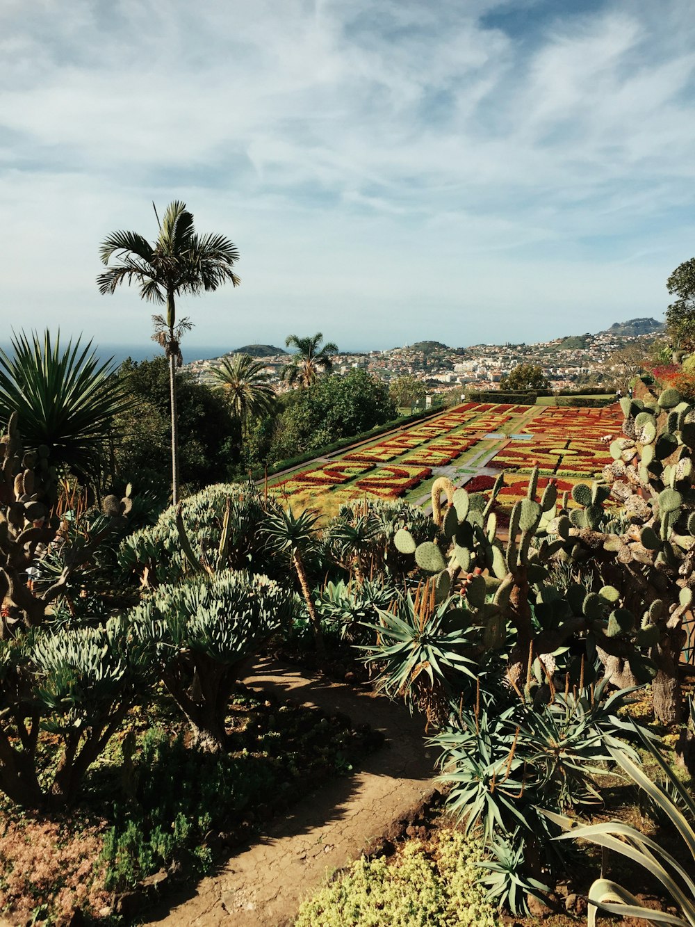 green palm trees near houses during daytime