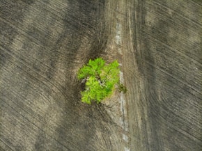 green plant on brown wooden surface