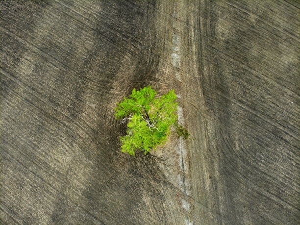 green plant on brown wooden surface