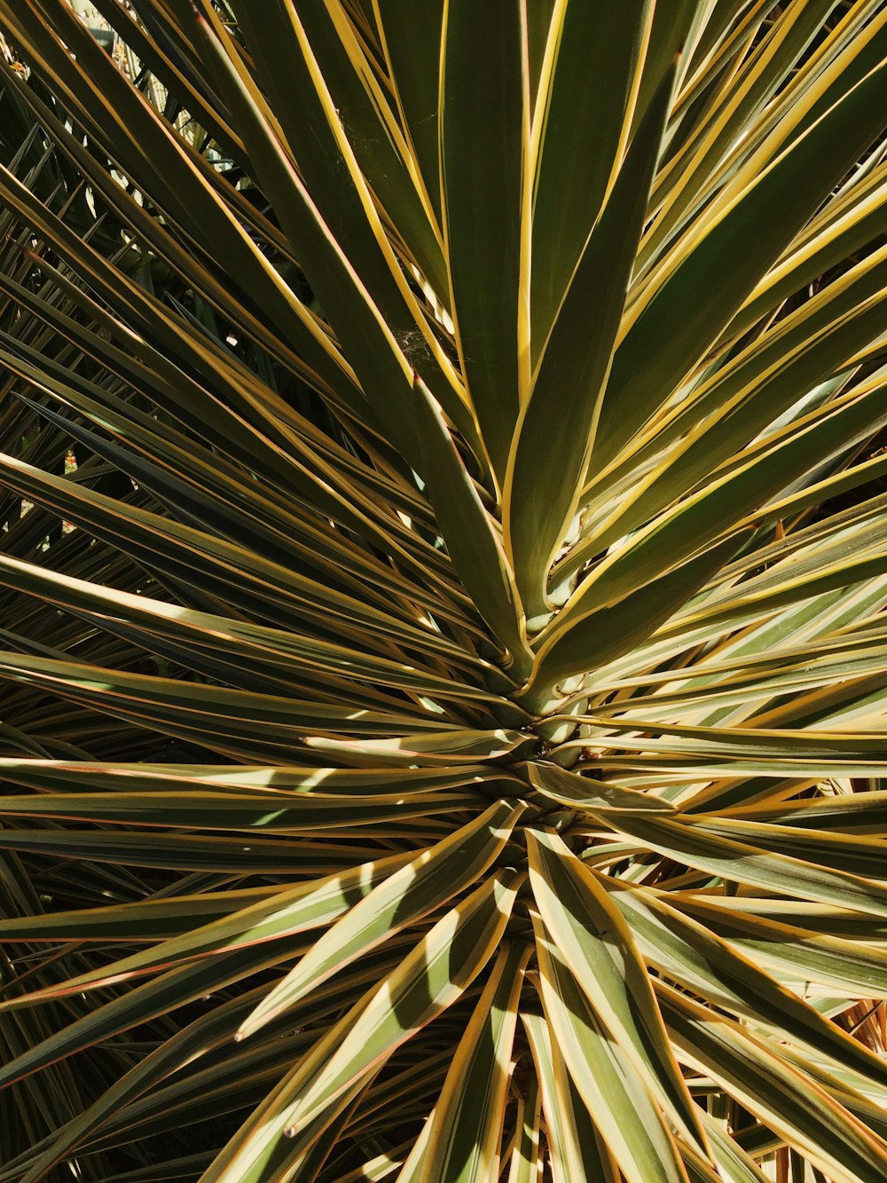 green palm plant during daytime