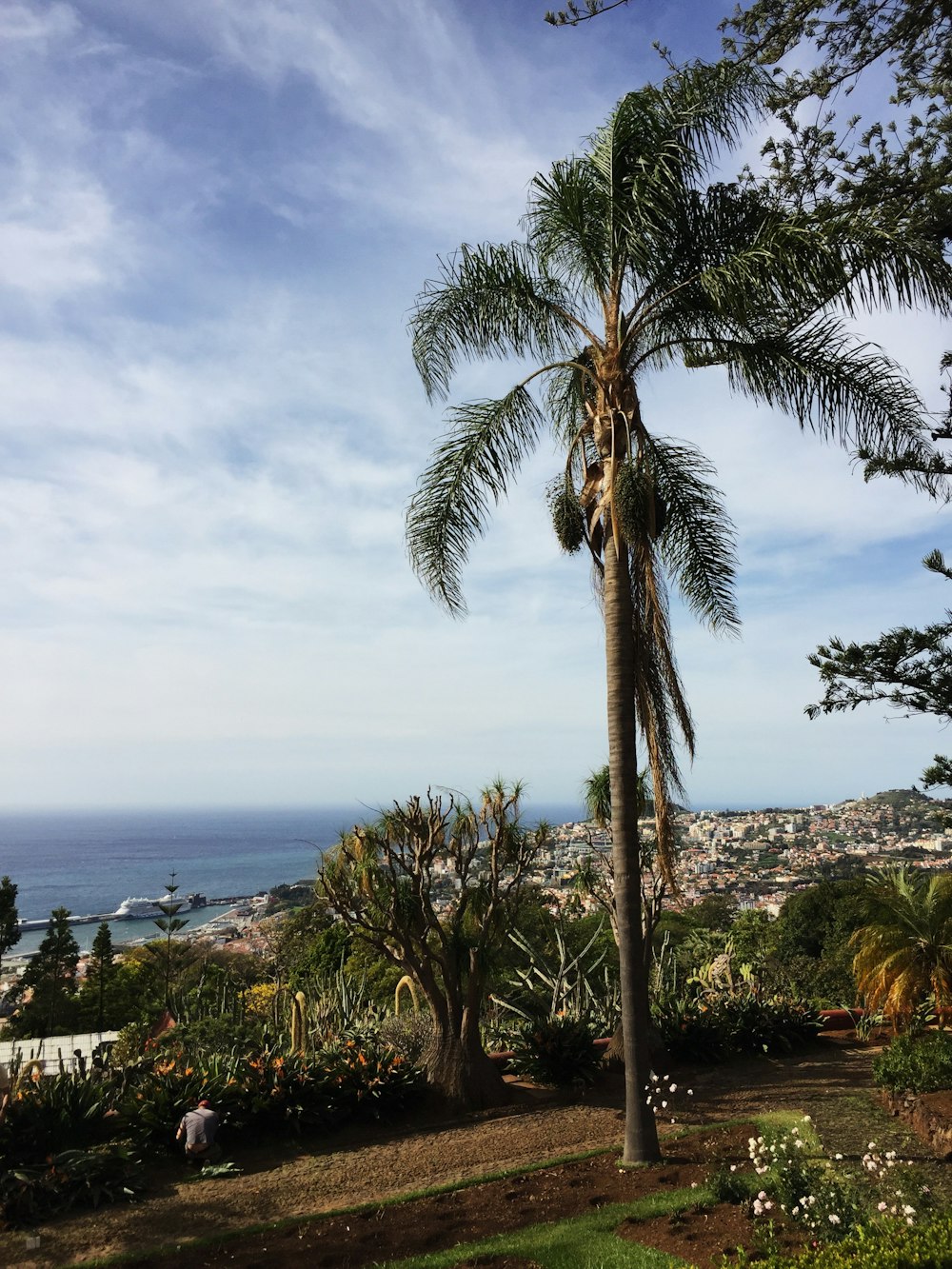 green palm tree near body of water during daytime