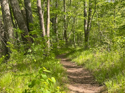 green grass and brown soil pathway connecticut zoom background