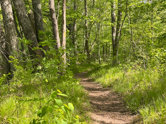 green grass and brown soil pathway in Connecticut United States