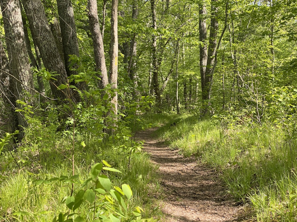 green grass and brown soil pathway