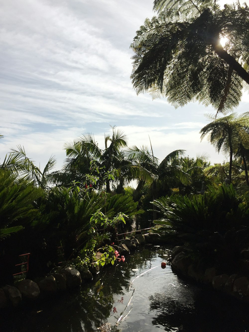 green palm trees near body of water during daytime