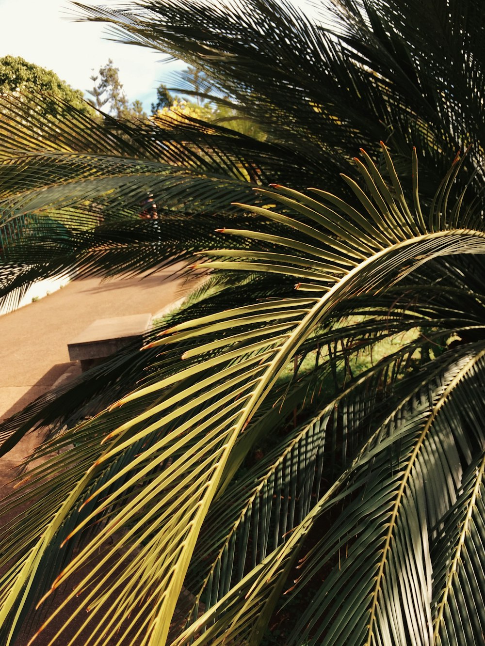 green palm tree near brown concrete house under blue sky during daytime