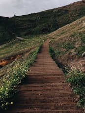 brown wooden pathway in the middle of green grass field