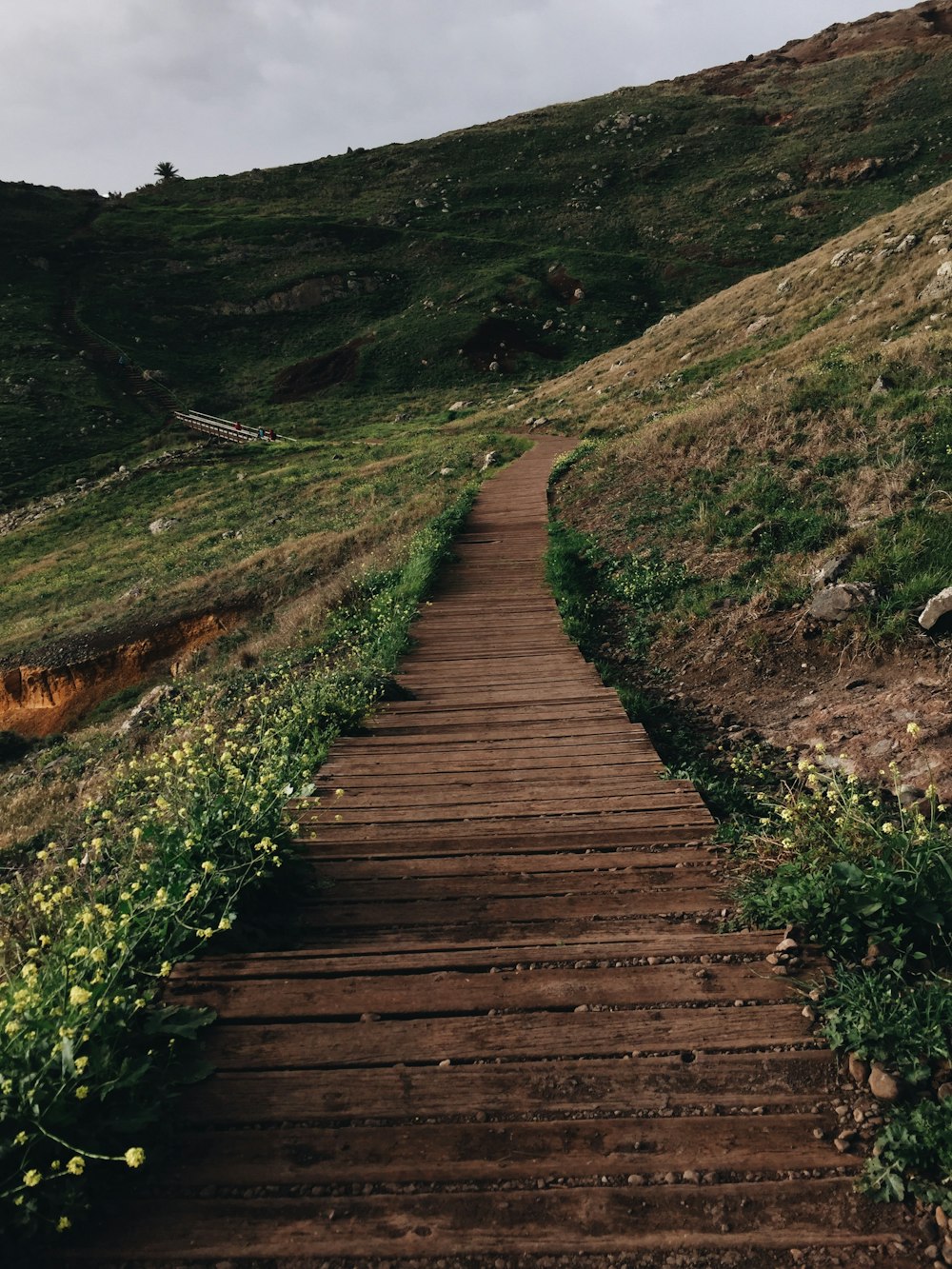 brown wooden pathway in the middle of green grass field