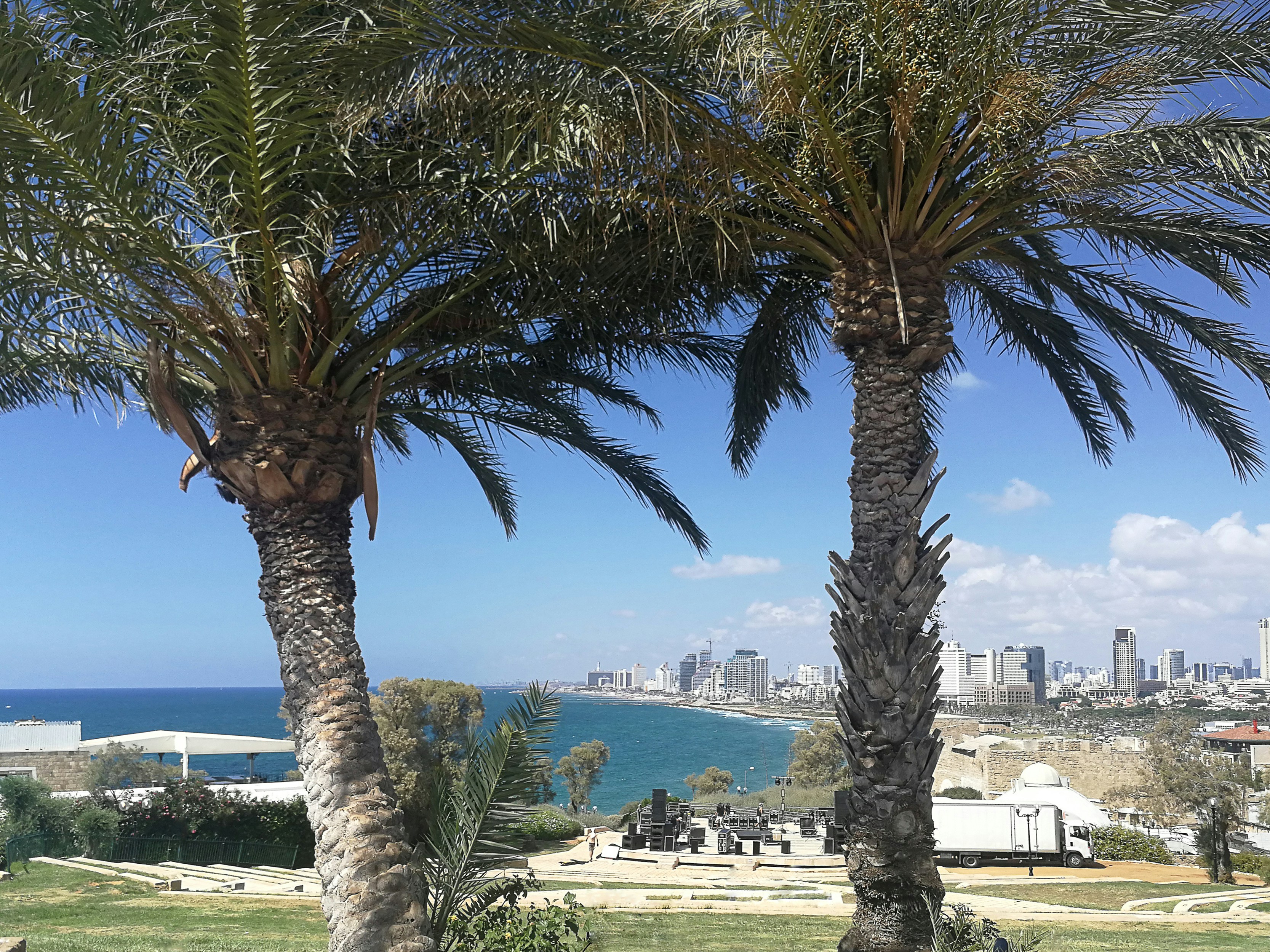 Green palm tree near white concrete building during daytime