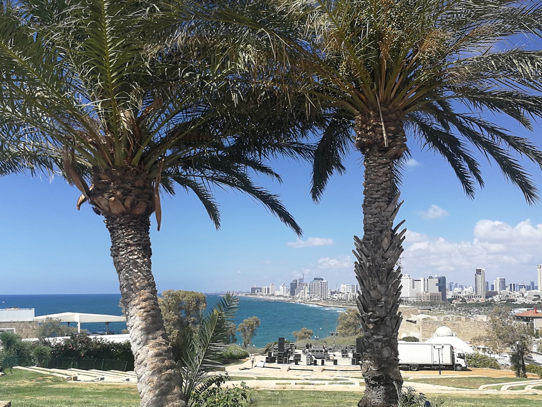 green palm tree near white concrete building during daytime