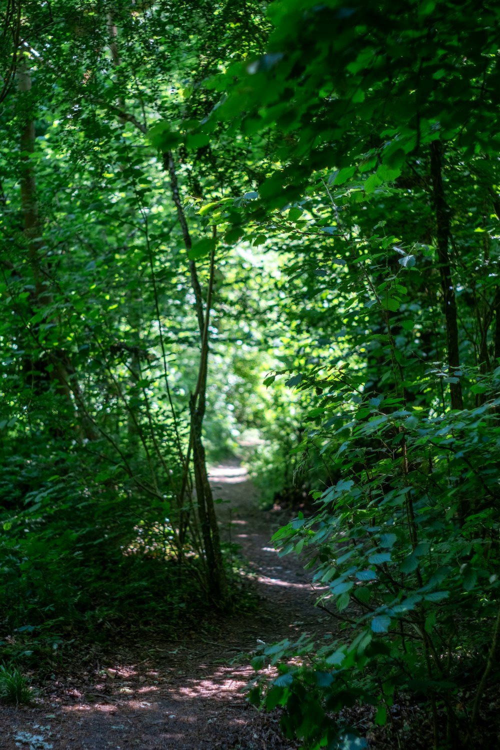 pathway between green trees during daytime