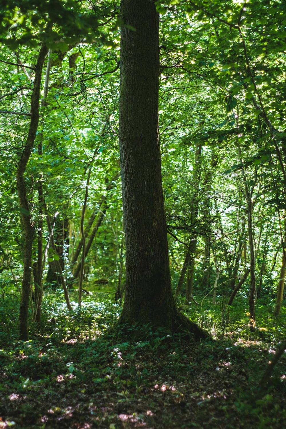 green trees on forest during daytime