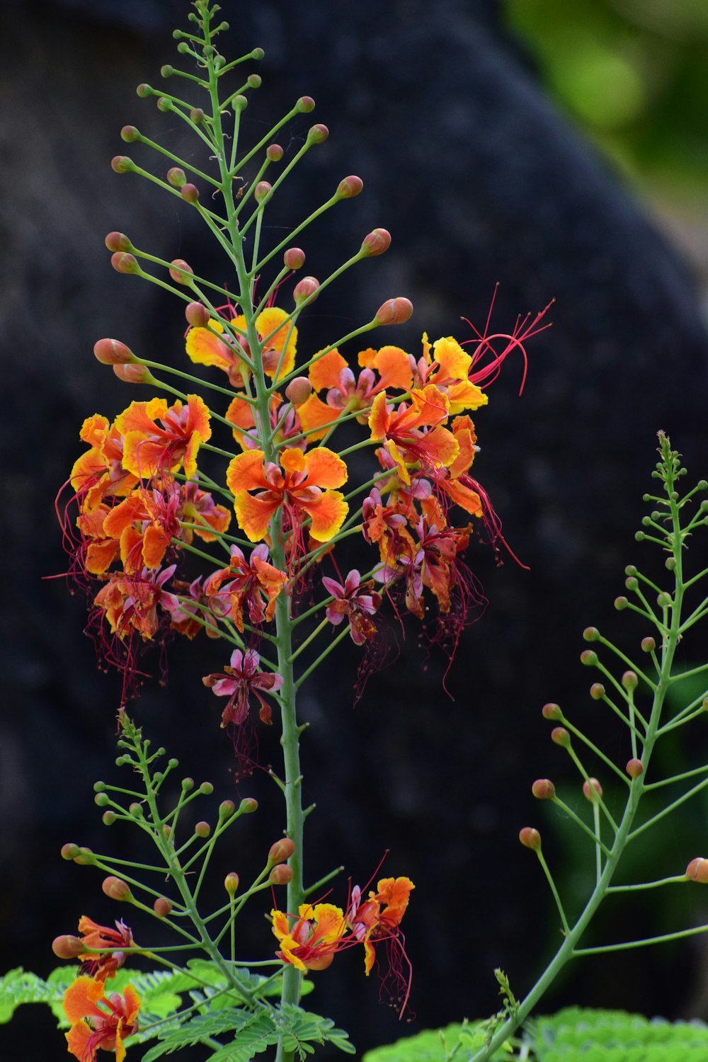 yellow and red flowers with green leaves