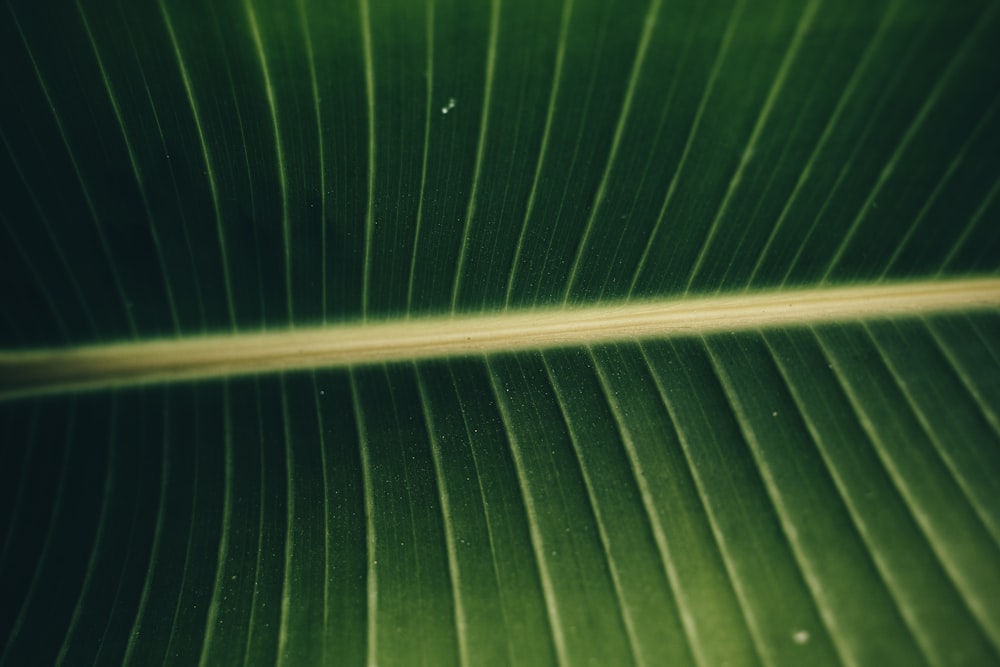 feuille verte en gros plan