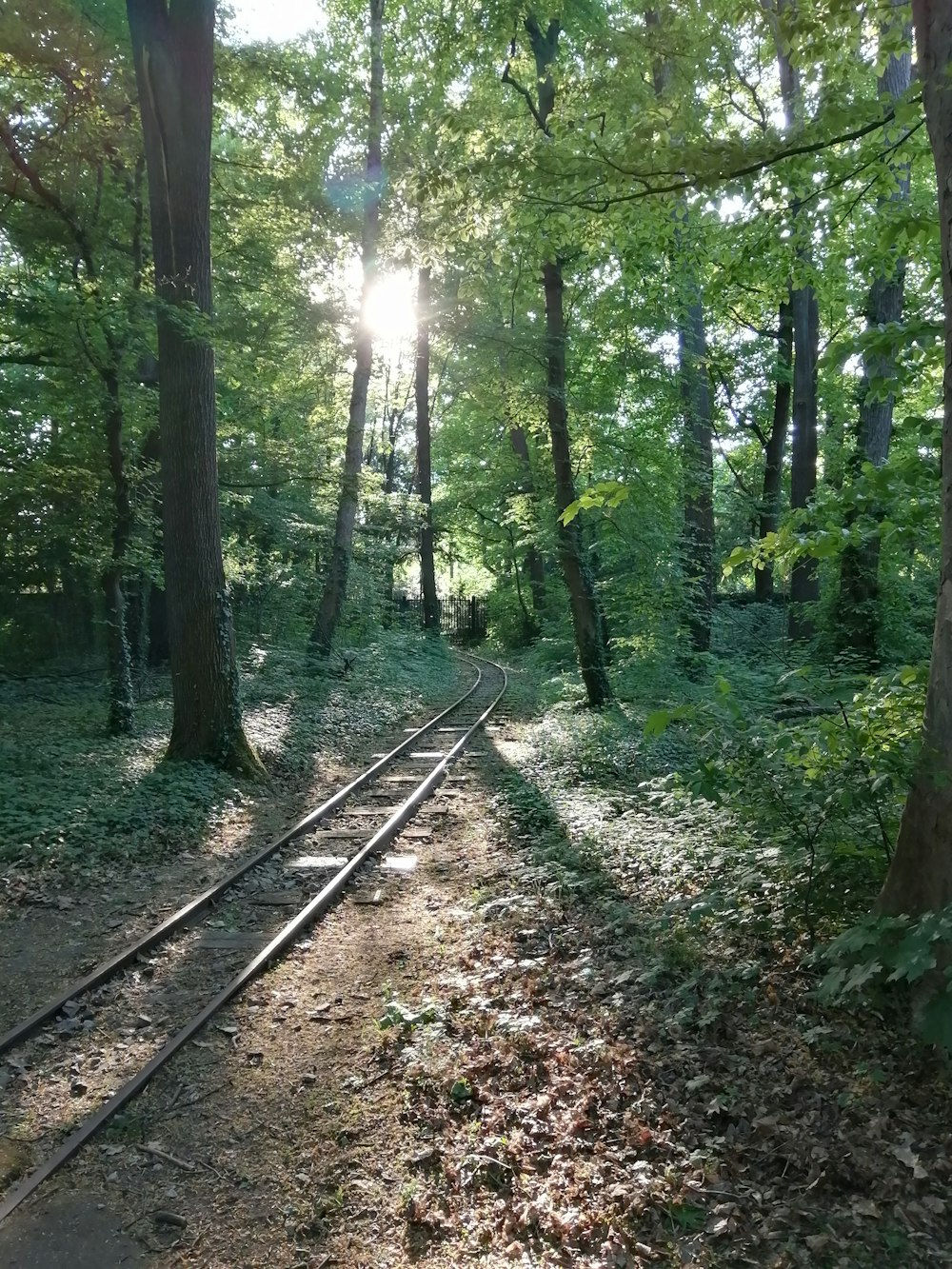 brown wooden train rail in the forest