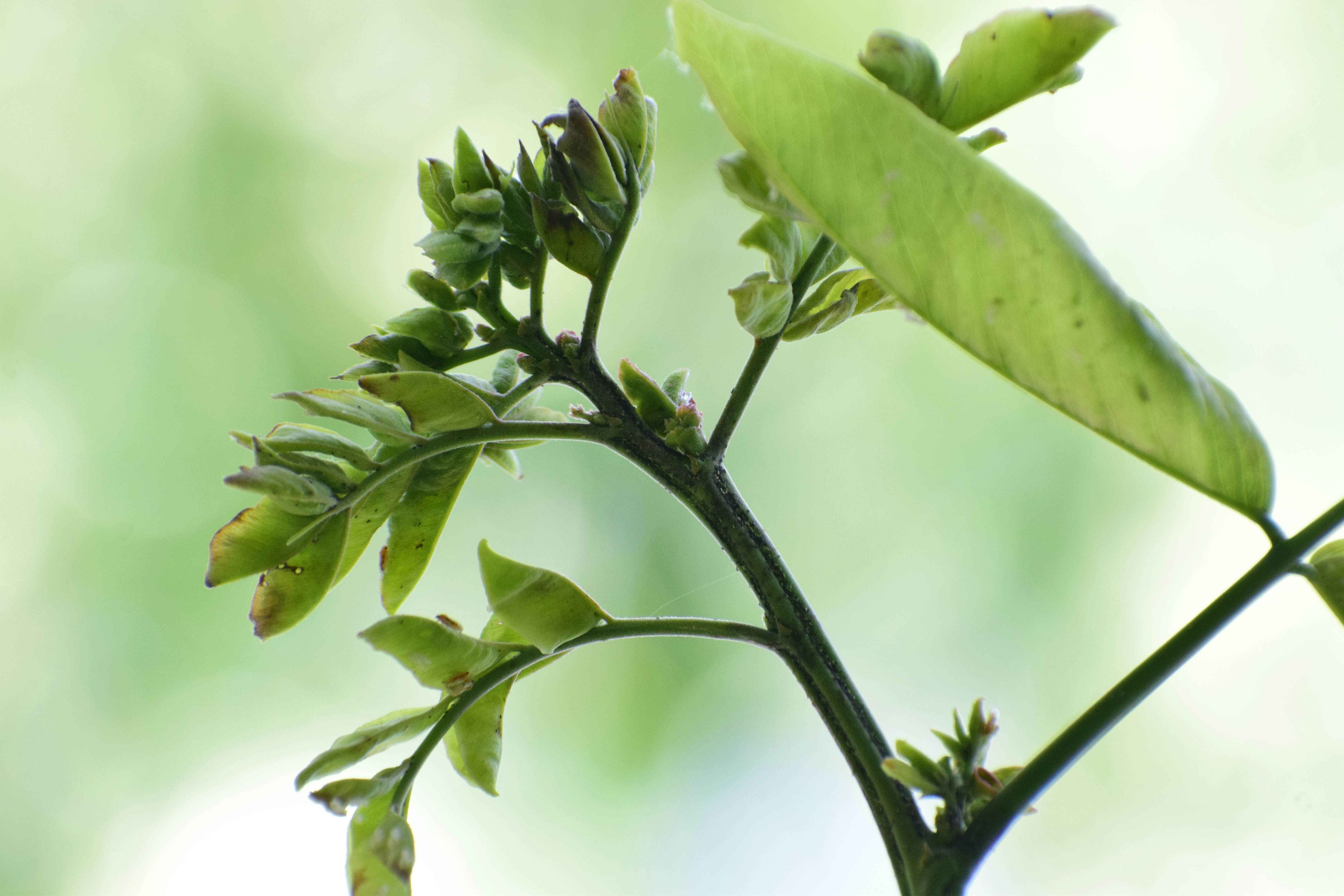 Photo by rachitghate