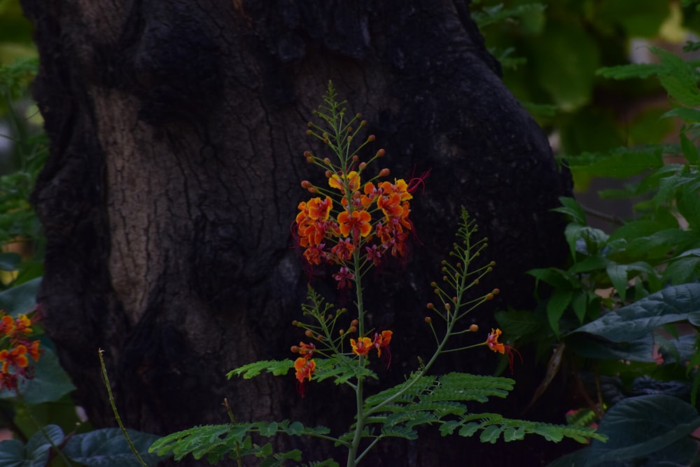 orange and yellow flowers beside black tree