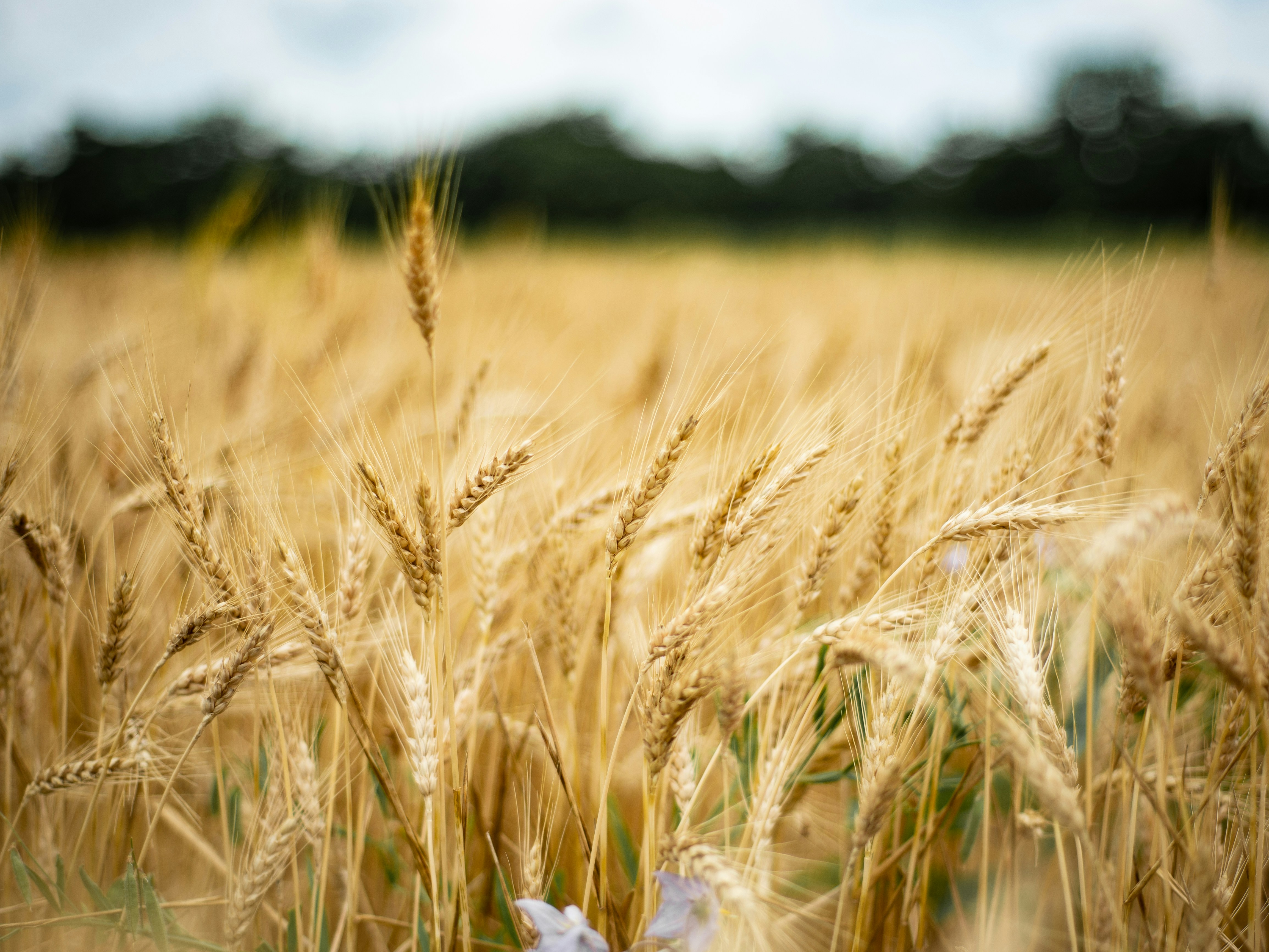 Photo by davidholifield