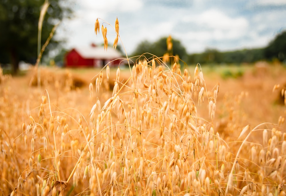 brown wheat field near red barn house during daytime