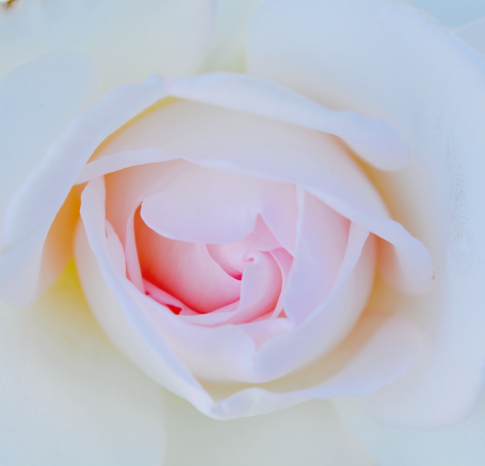 white rose in bloom close up photo