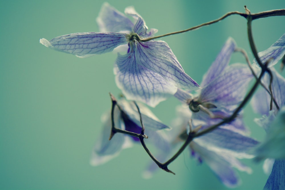 purple flower in tilt shift lens